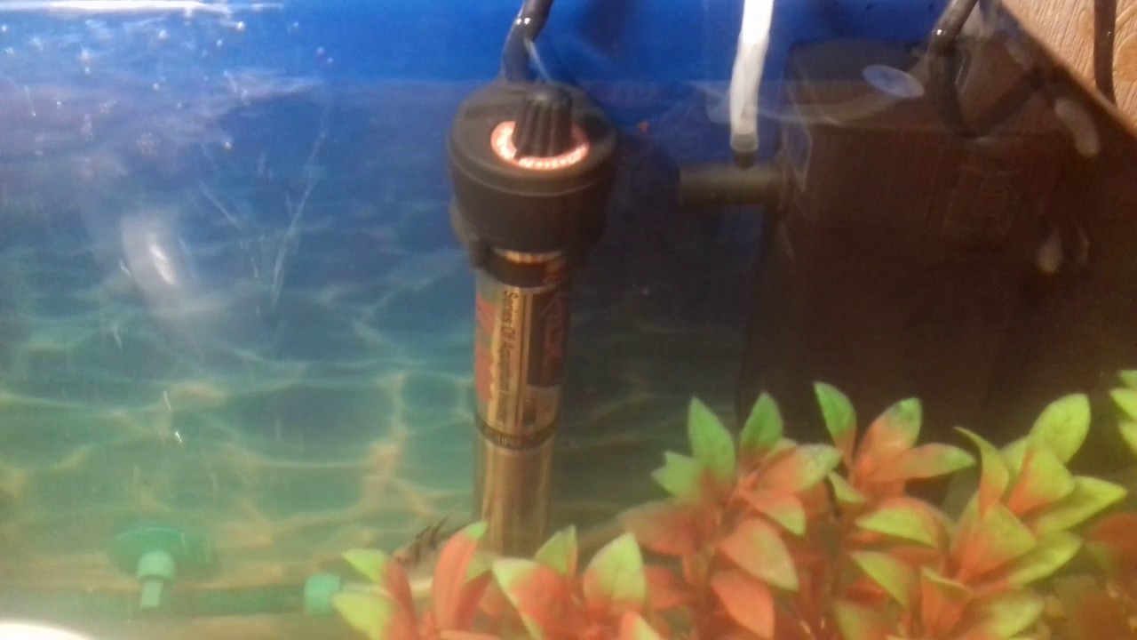 Обогреватель для аквариума с терморегулятором, аквариумный водонагреватель, подогрев своими руками