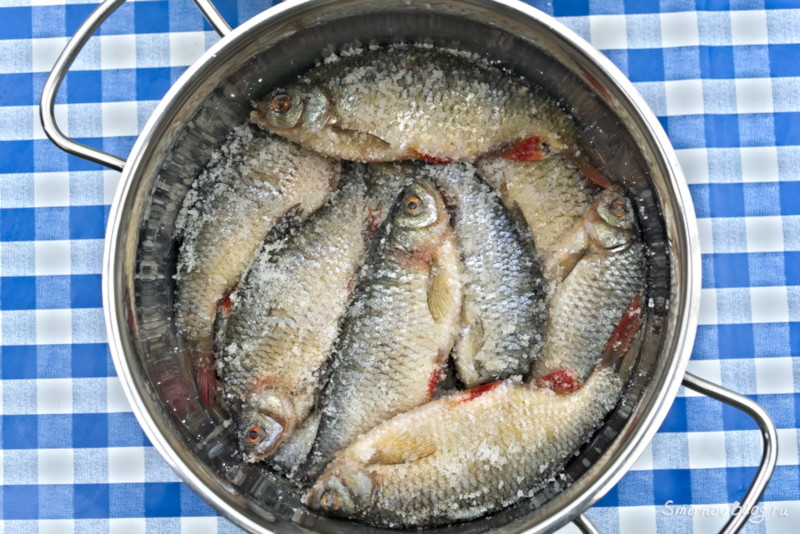 Рыба вобла: описание, особенности, пищевая ценность и отзывы