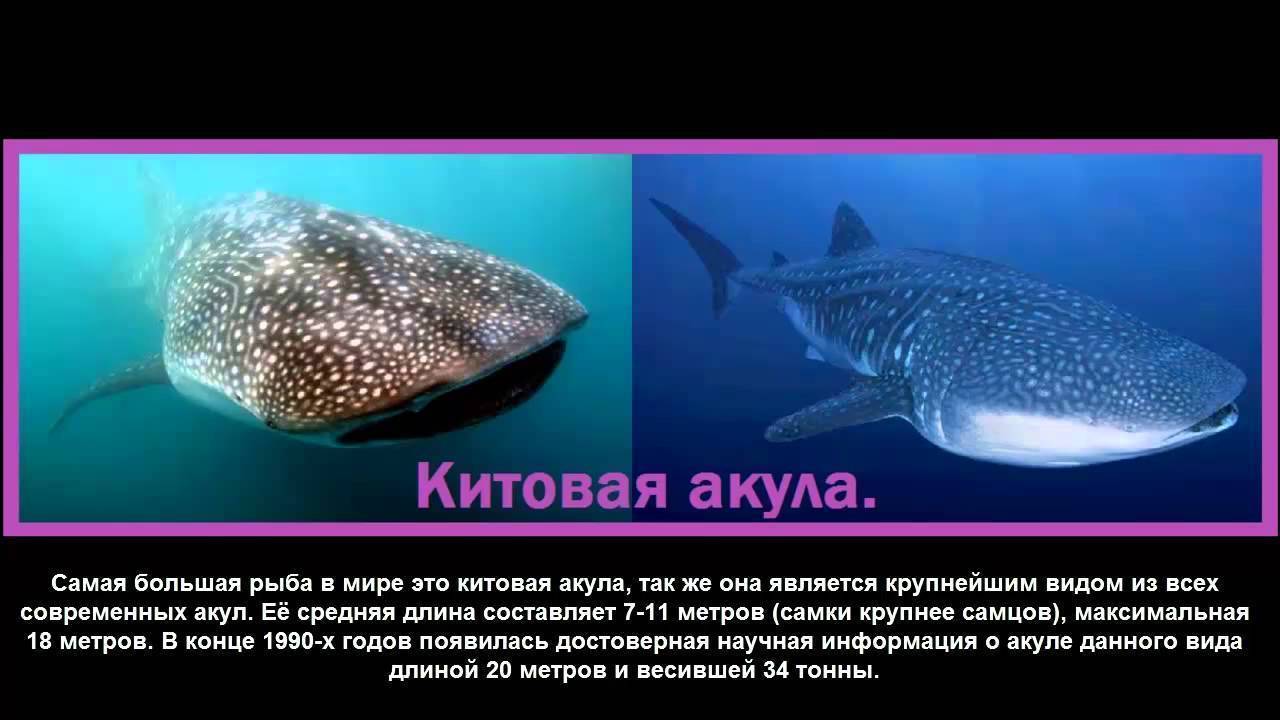 Мозг китовой акулы. Самая большая рыба в мире. Китовая акула самая большая рыба в мире. Самые большие рыбы в мире. Название самых больших рыб в мире.