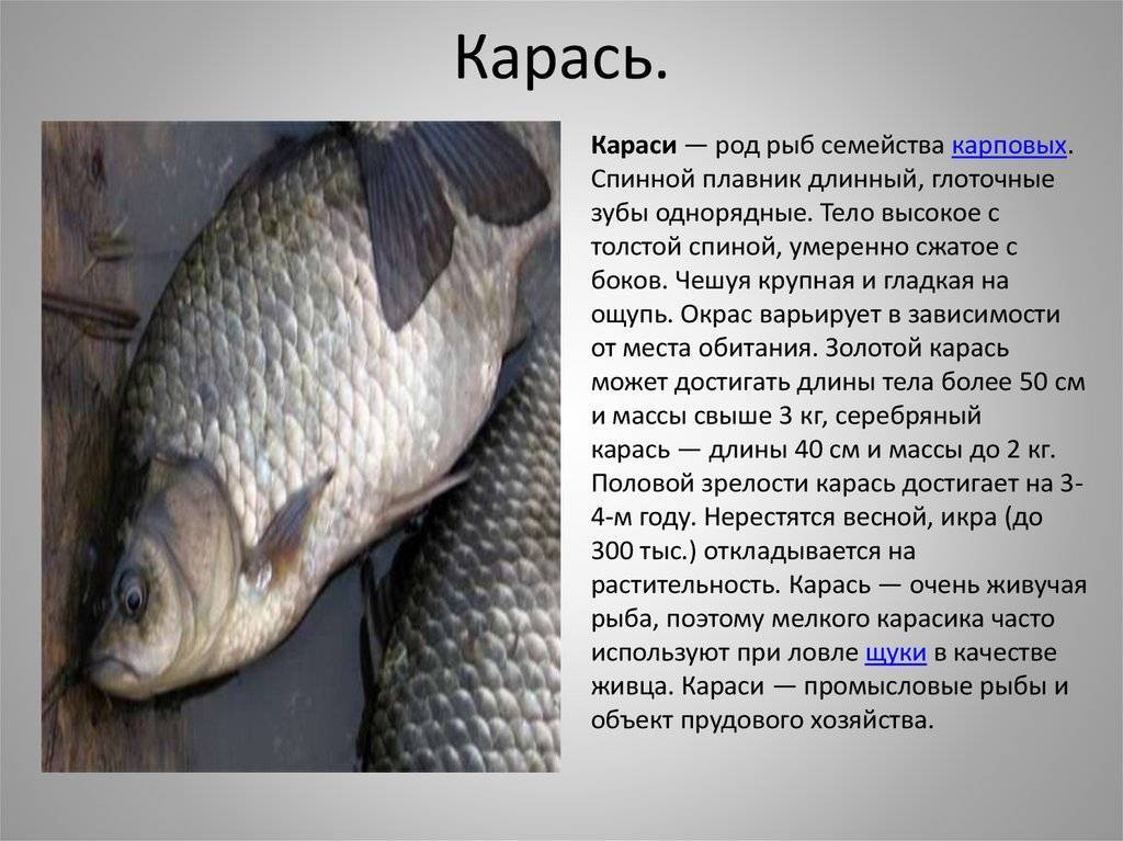 ✅ рыбалка в удмуртии для любителей активного отдыха - рыбзон.рф