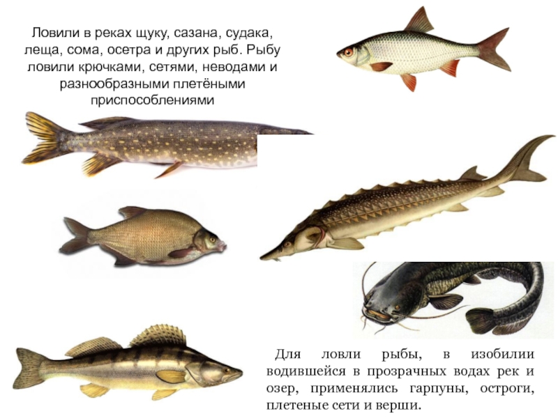 Платная рыбалка и рыболовные туры в ростовской области