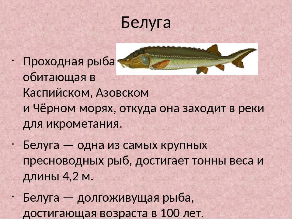 Осетр — где водится в россии (морская и речная рыба), сколько живет