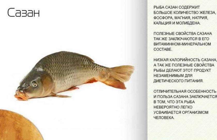 Вкусный и питательный — сазан: поговорим о ценных свойствах рыбы и ее калорийности