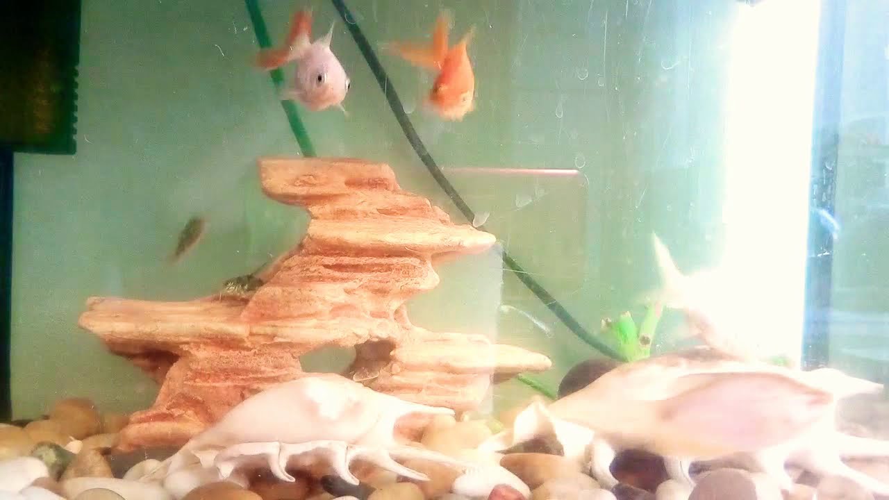 Золотые рыбки в аквариуме их содержание и кормление - ribulki.ru