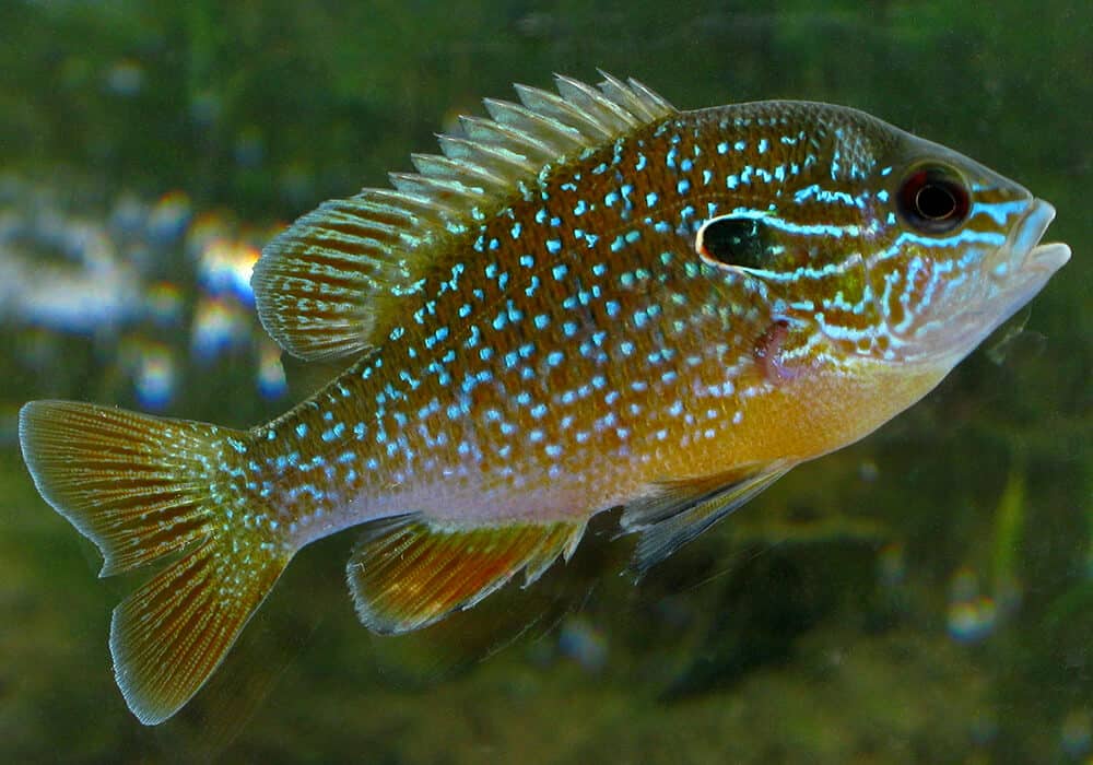 Калифорнийский солнечный окунь: описание вида, содержание радужной рыбы в аквариуме, можно ли есть