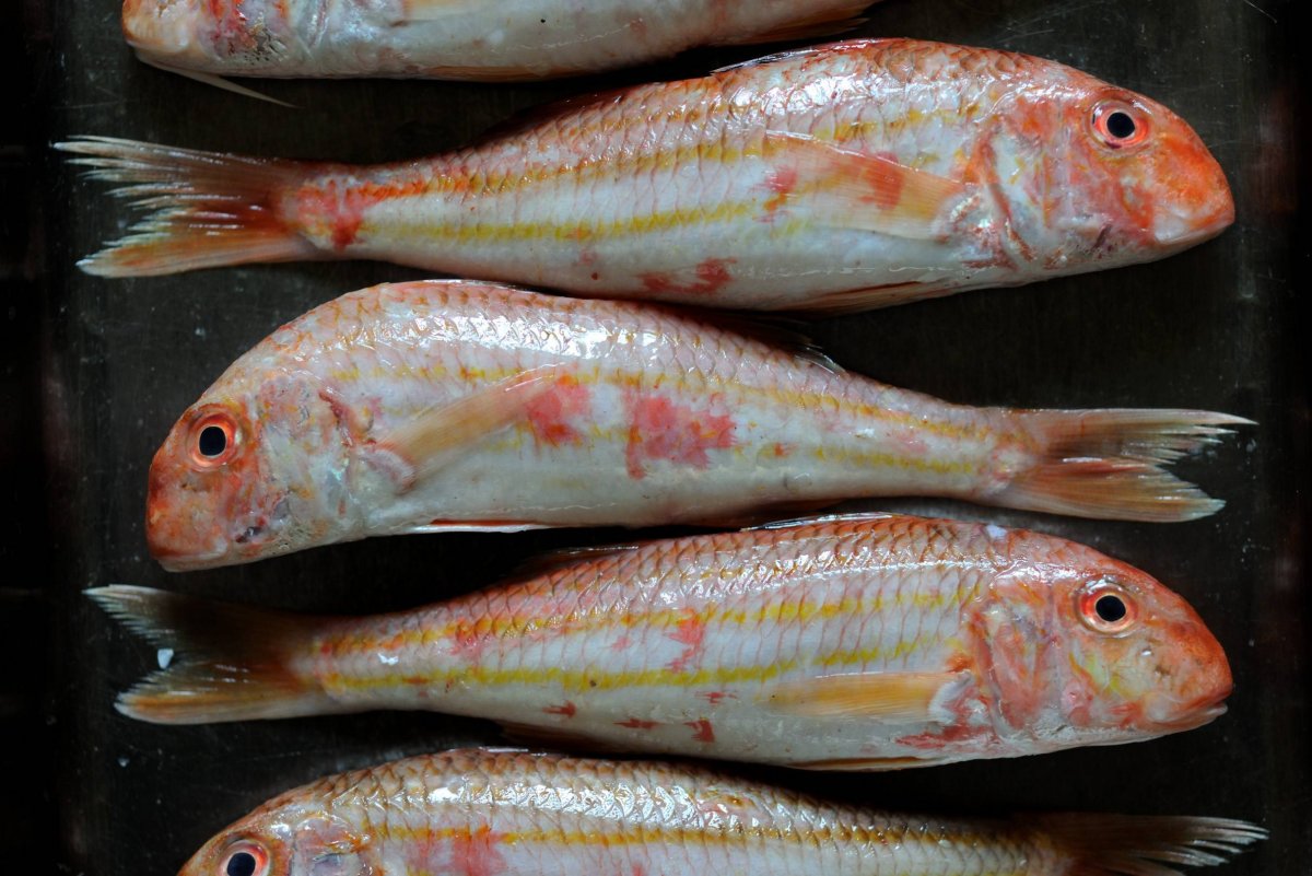 Албула фото и описание – каталог рыб, смотреть онлайн
