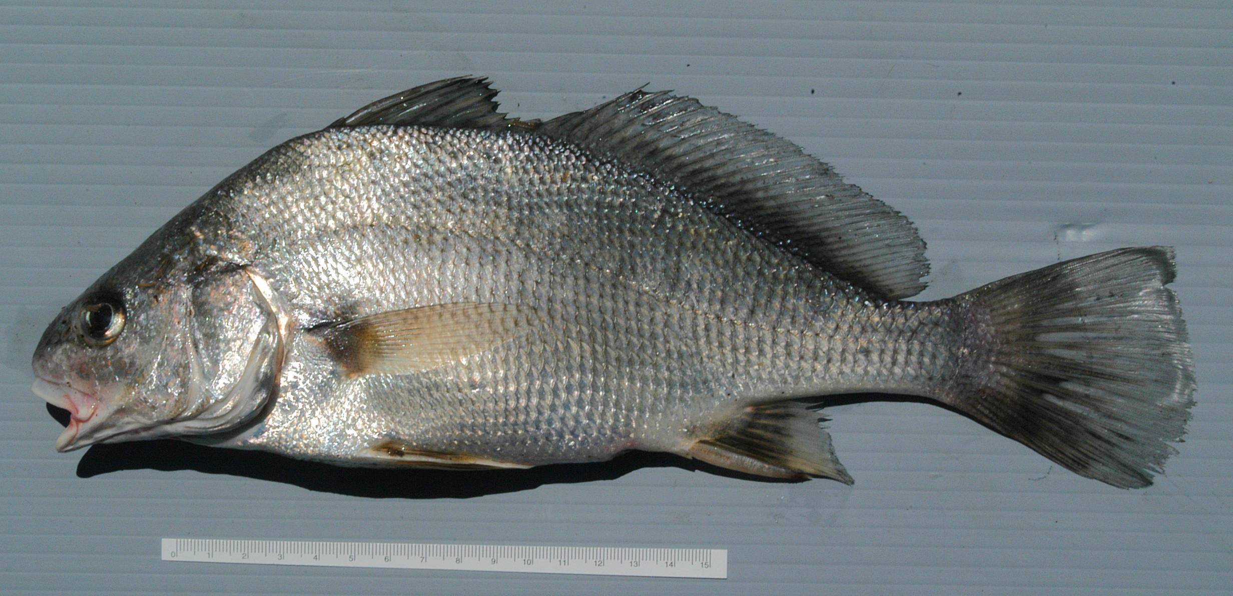 Шип фото и описание – каталог рыб, смотреть онлайн