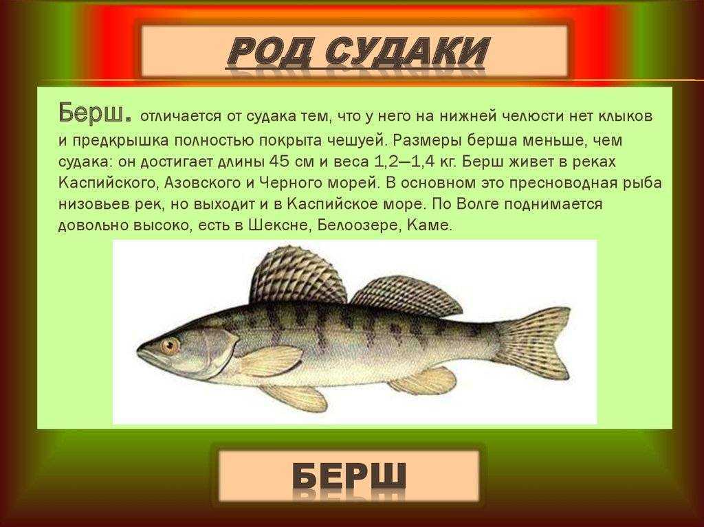 Чем рыба берш отличается от мелкого судака: фото. ​рыба берш. отличие берша от судака
