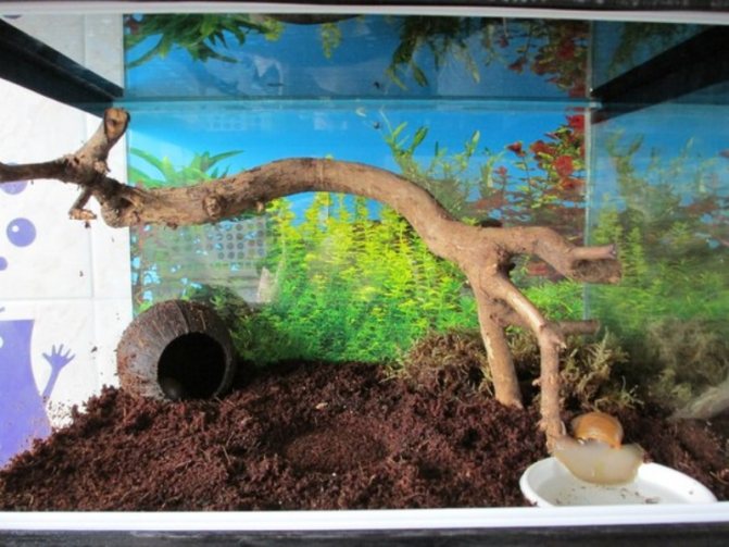 Мох сфагнум: фото, где растет и для чего используют. чем полезен мох сфагнум для дачника: способы применения в саду и огороде