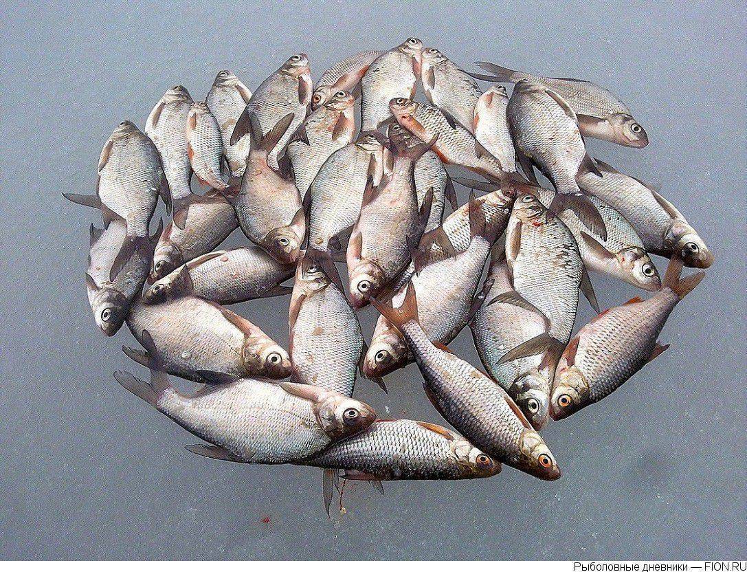 Особенности рыбалки на можайском водохранилище: рыбалка в россии и по всему миру