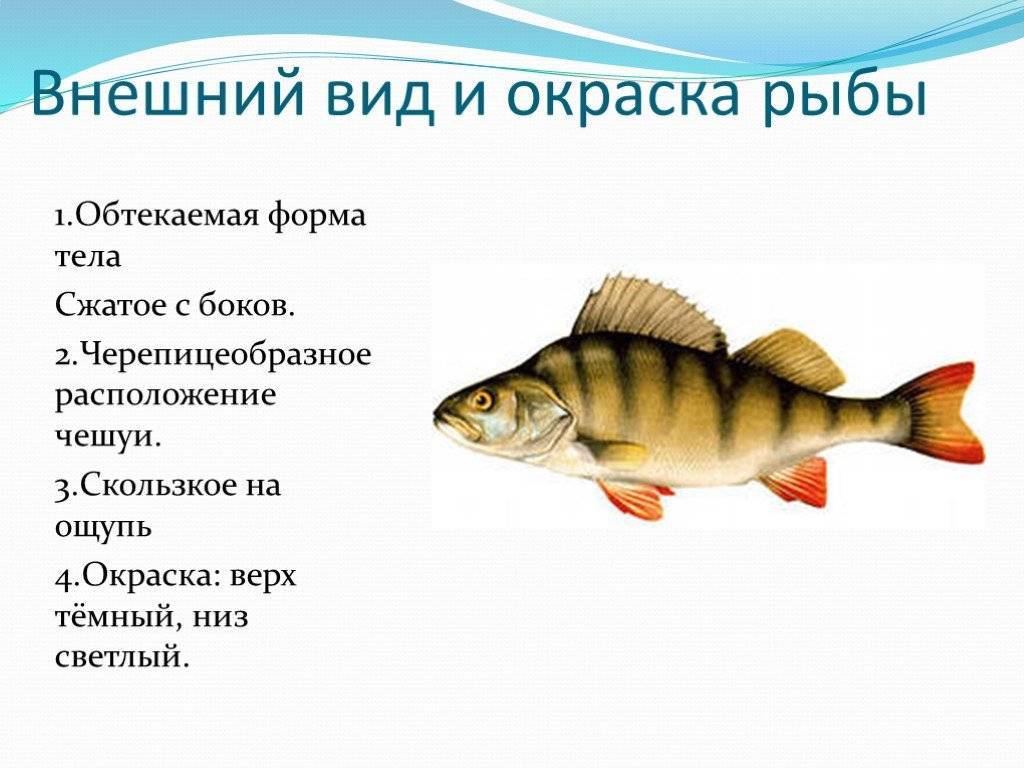 Рыбы, питающиеся рыбой. Чем и как питаются рыбы в море?