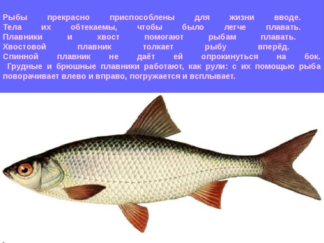 Промысловые виды рыб: названия, фото и характеристика