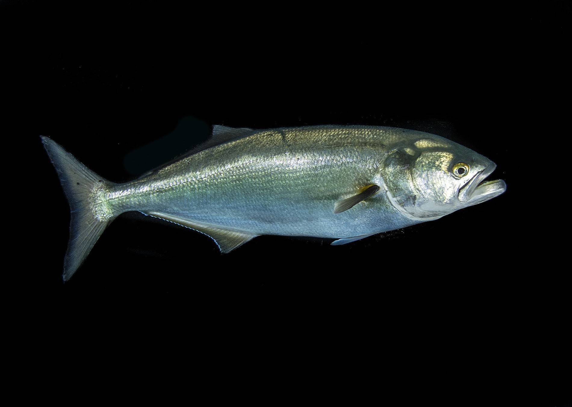 Шэд фото и описание – каталог рыб, смотреть онлайн