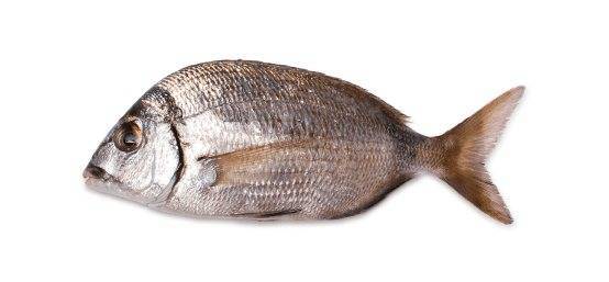 Рыба «крэппи белый» фото и описание