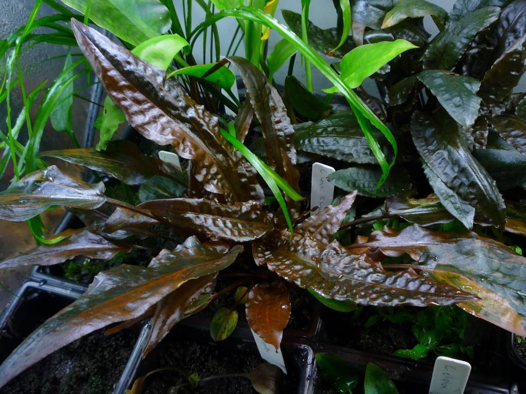 Криптокорина вендта аквариумное растение виды, содержание