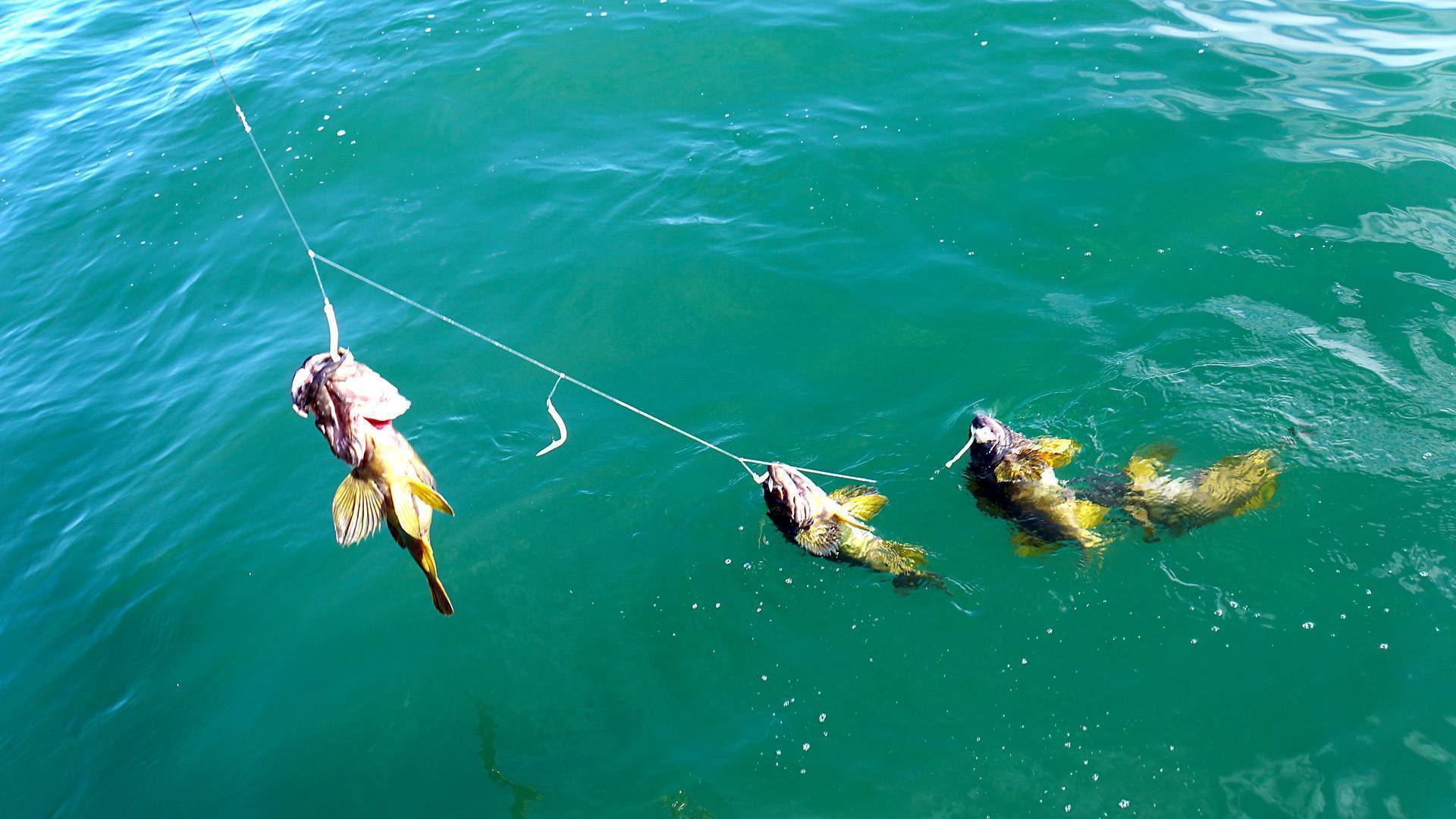 Особенности рыбалки в крыму на море, с берега — советы и рекомендации