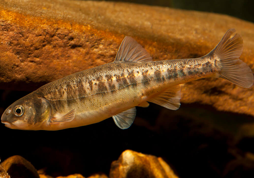 Рыба гольян обыкновенный (гольян-красавка): описание, распространение