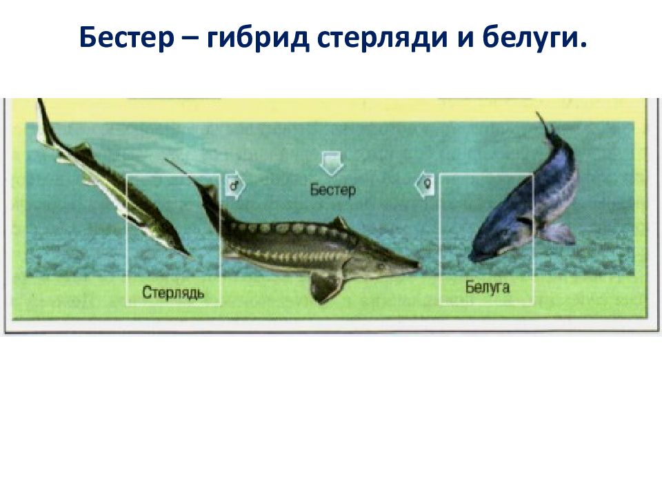 Givotinki.ru. рыба бестер: описание, особенности и виды