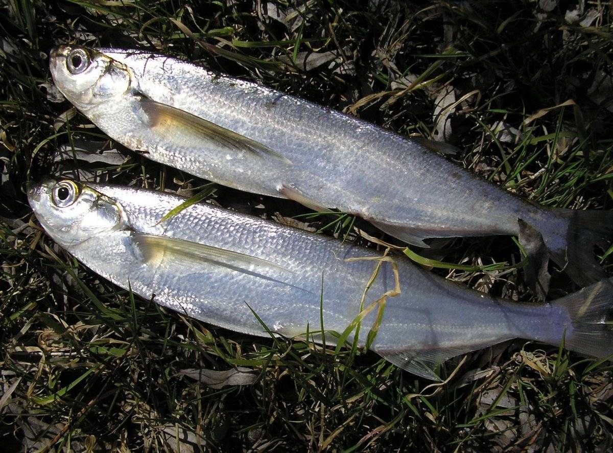 Рыба чехонь (чешка, чухонь, сабляица) - описание, снасти, ловля