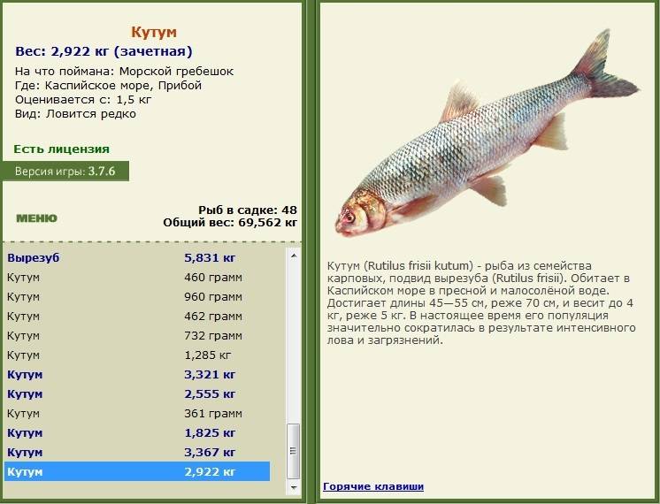 Вырезуб или кутум: интересные факты о рыбе из семейства карповых
