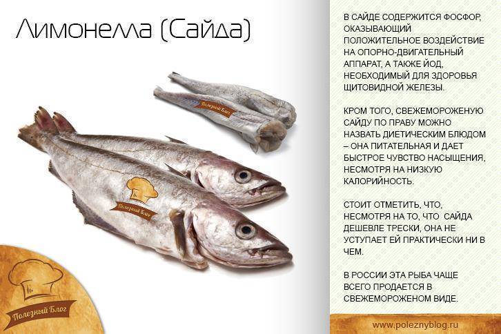 Что за рыба — пикша, её полезные свойства и вред