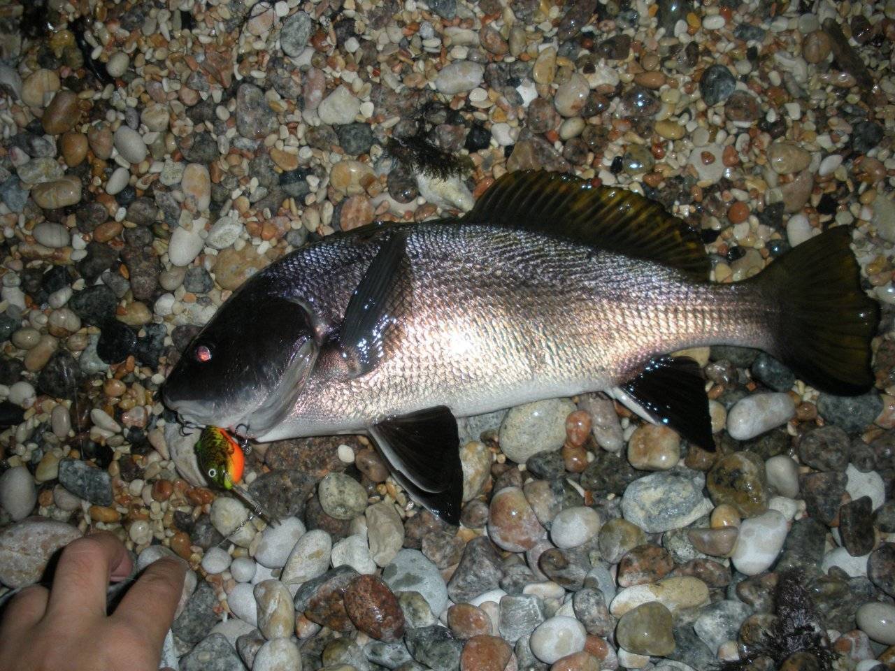 Рыба «горбыль песчаный» фото и описание