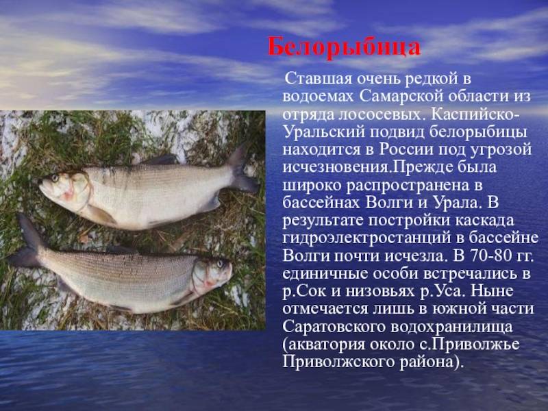 Рыбы удмуртии: описание распространенных и редких видов, их образ жизни и особенности ловли