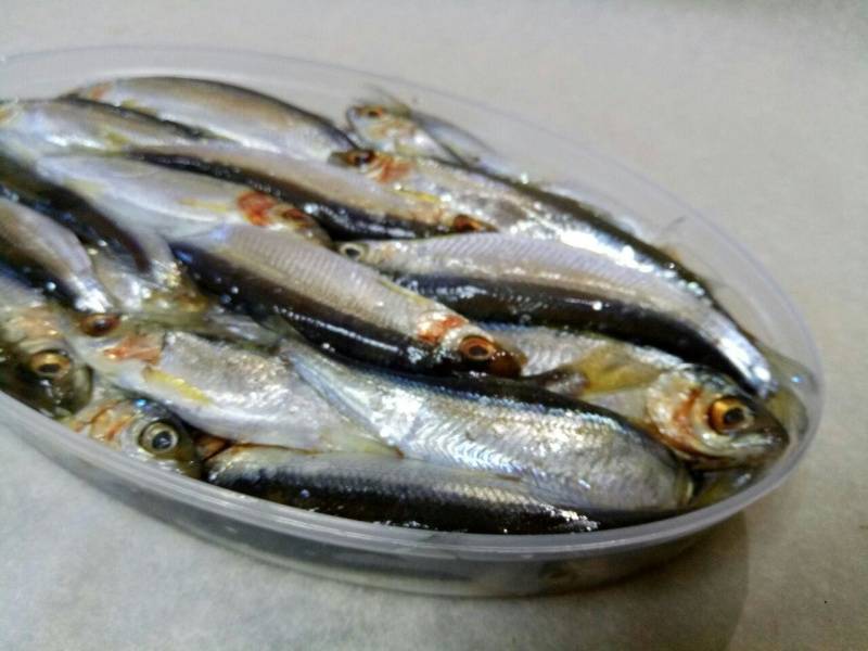 Рыба тугун — описание, среда обитания, техника ловли и рецепты
