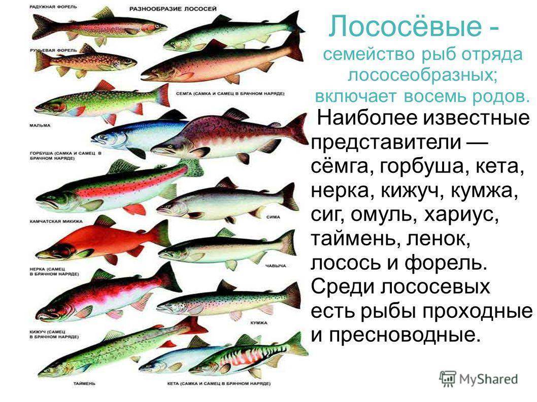 Красная рыба: виды, список названий, особенности, ареал обитания