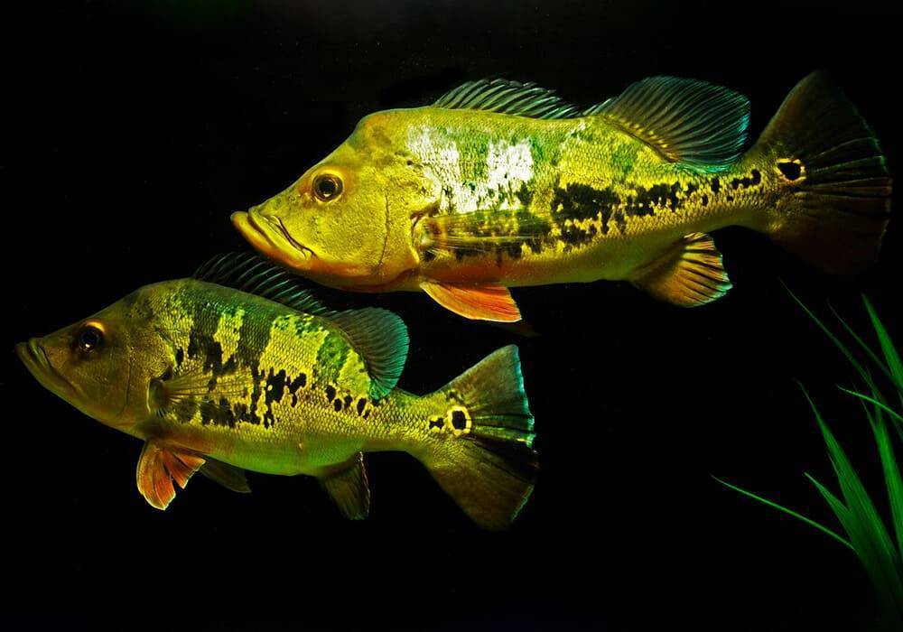 Павлиний окунь-бабочка фото и описание – каталог рыб, смотреть онлайн