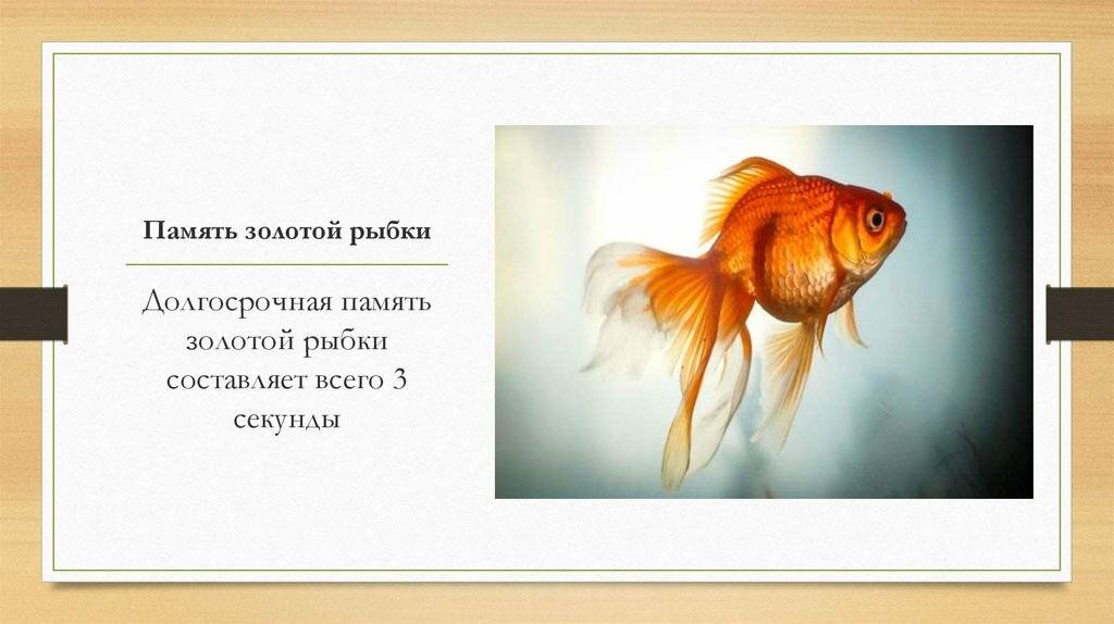 Память как у рыбки впр 4. Память золотой рыбки. Память у рыб. У рыб самая короткая память. Память у рыб 3 секунды.