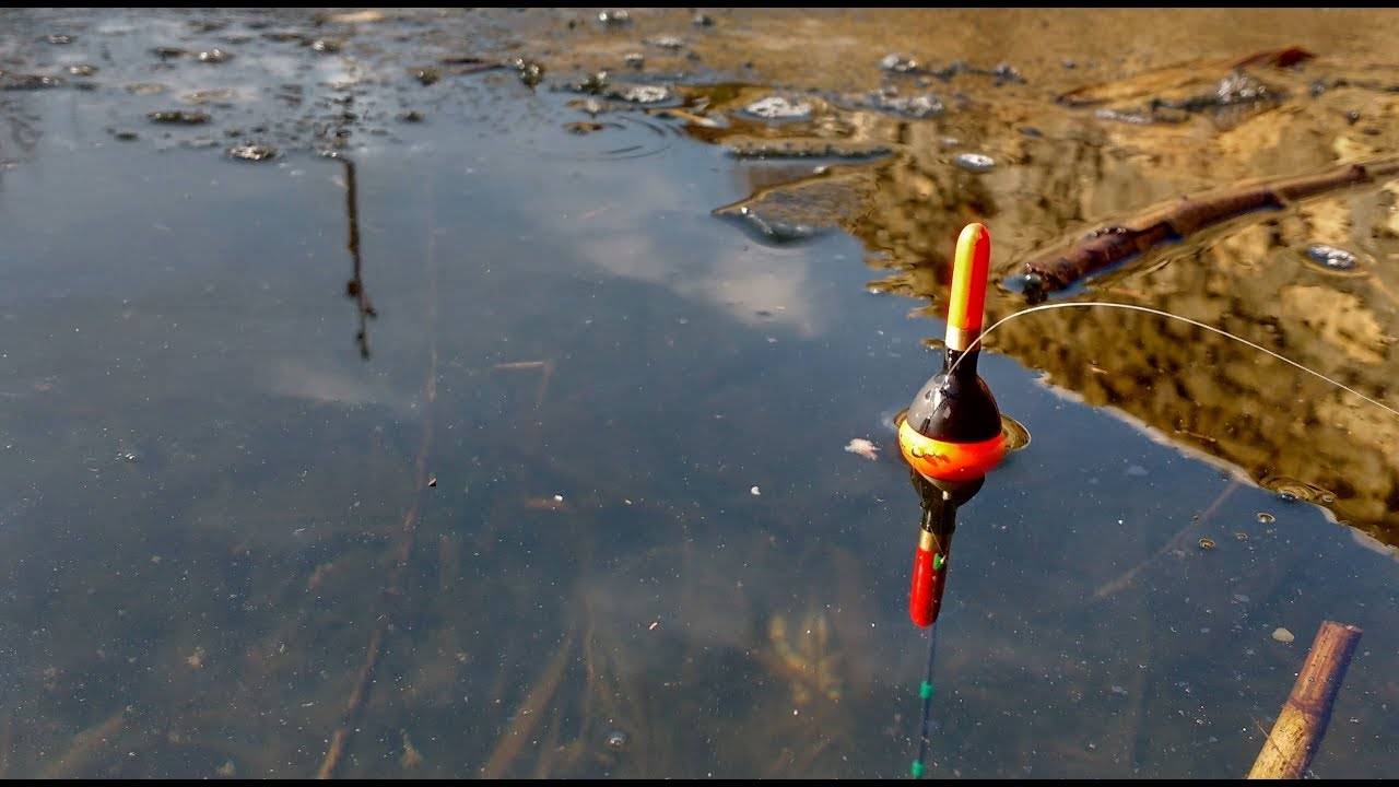 Как ловить красноперку летом на поплавочную удочку