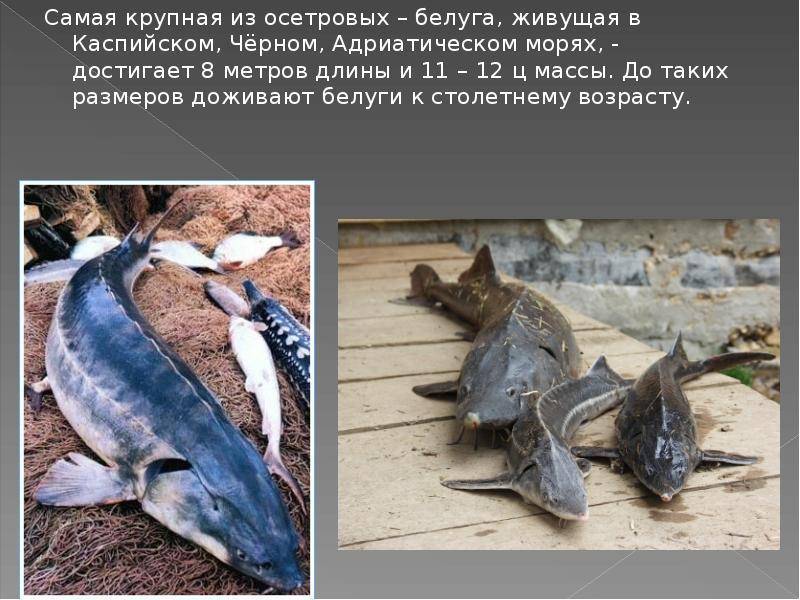 Самые большие речные рыбы в россии (12 фото + 3 видео)