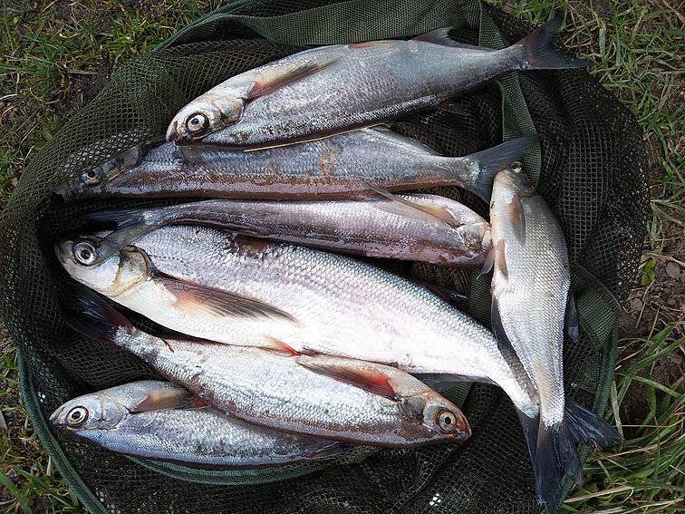 Рыбалка на Волхове с берега — лучшие места для ловли