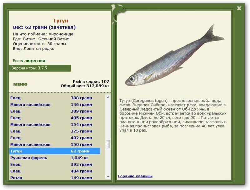 Тугун: описание и места обитания маленькой рыбы, особенности рыбалки и способы приготовления улова