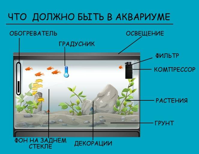 Фильтрация и аэрация воды аквариума, виды фильтров