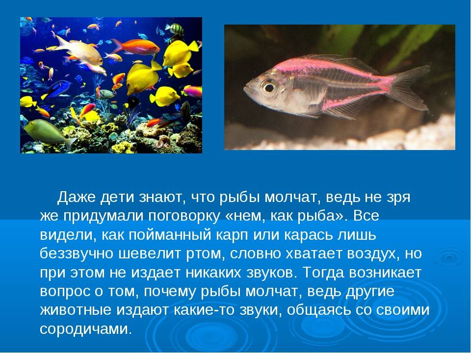 Память как у рыбки впр 4 класс. Рыбы кратковременная память. Какая память у рыб. Как общаются рыбы между собой. Память рыб Длительность.