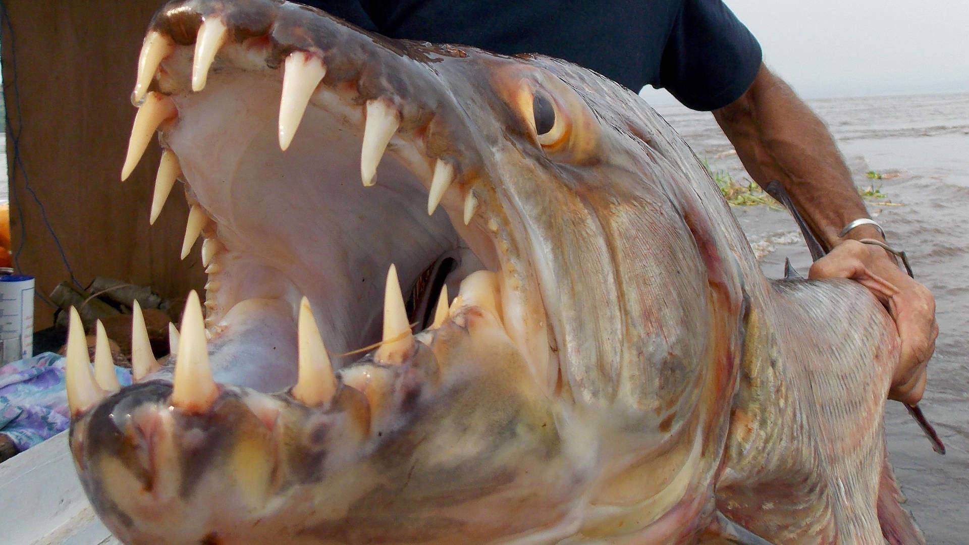 Речной монстр — тигровая рыба голиаф: описание, характеристика и интересные факты