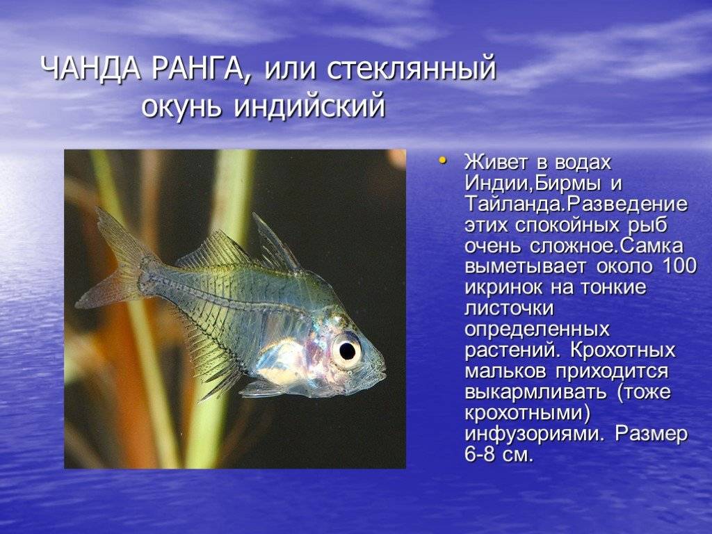 Рыба анабас: описание, особенности и польза для человека