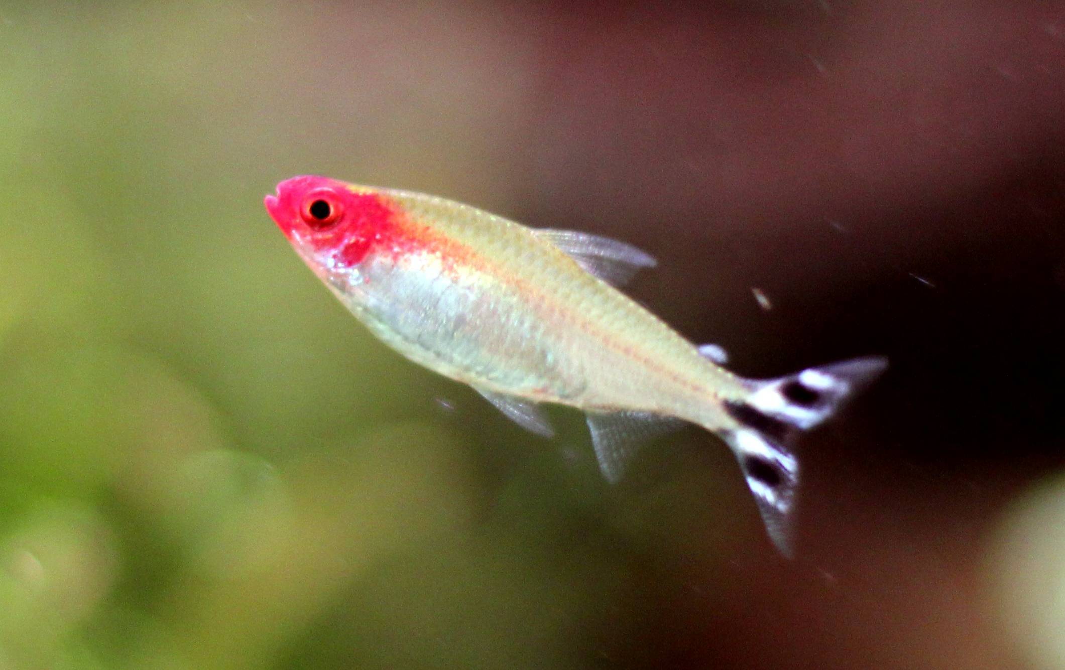 Родостомус, или тетра красноносая — аквариумная рыбка: содержание, уход, разведение, фото