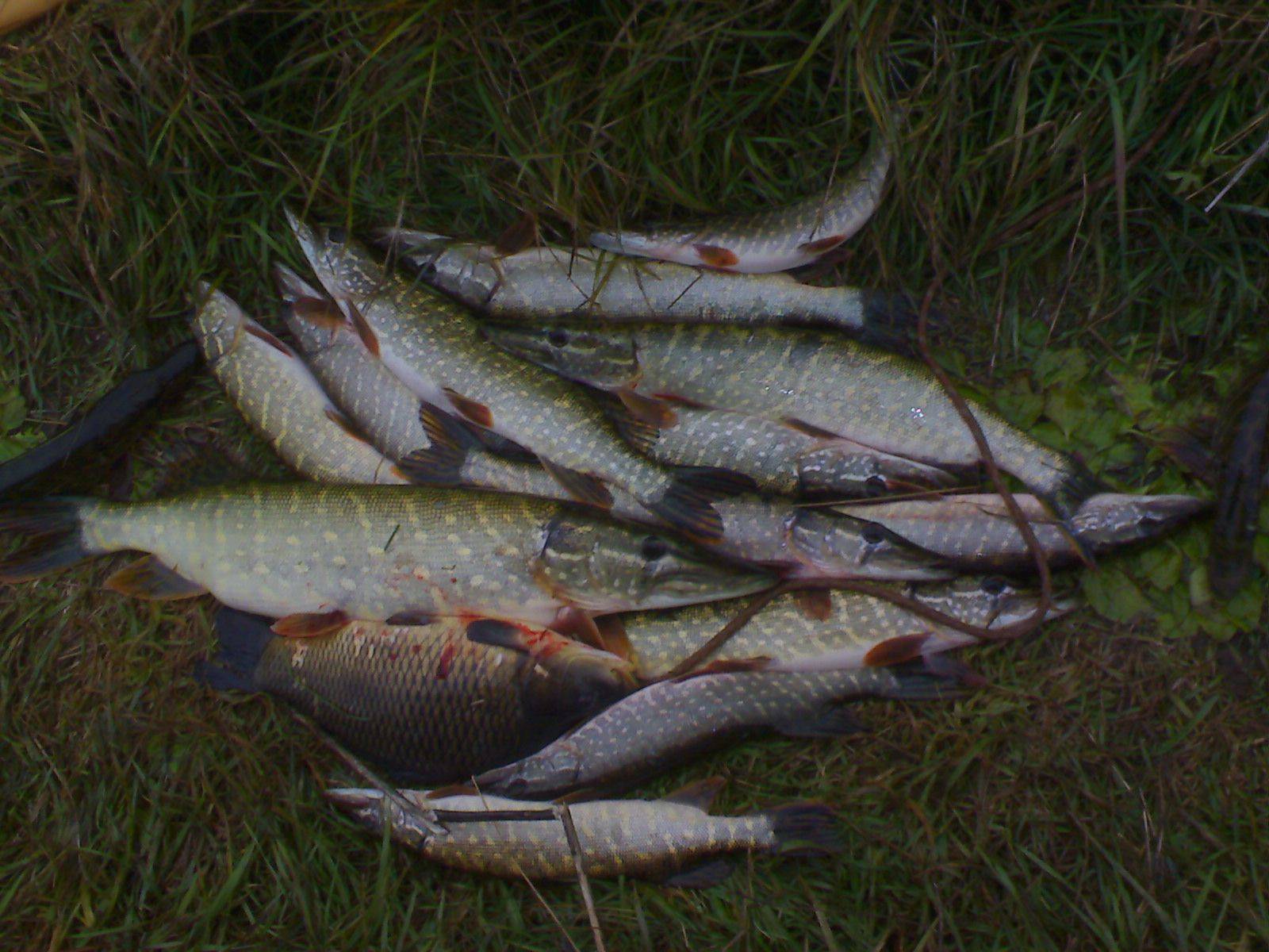 Рыбалка в смоленской области и в смоленске - fishingwiki