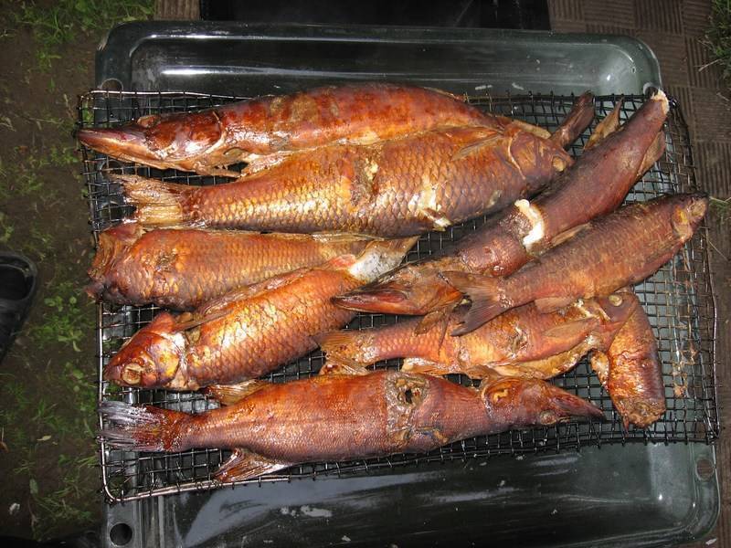 Как засолить рыбу для копчения: подготовка к засолке в коптильне, способы замачивать