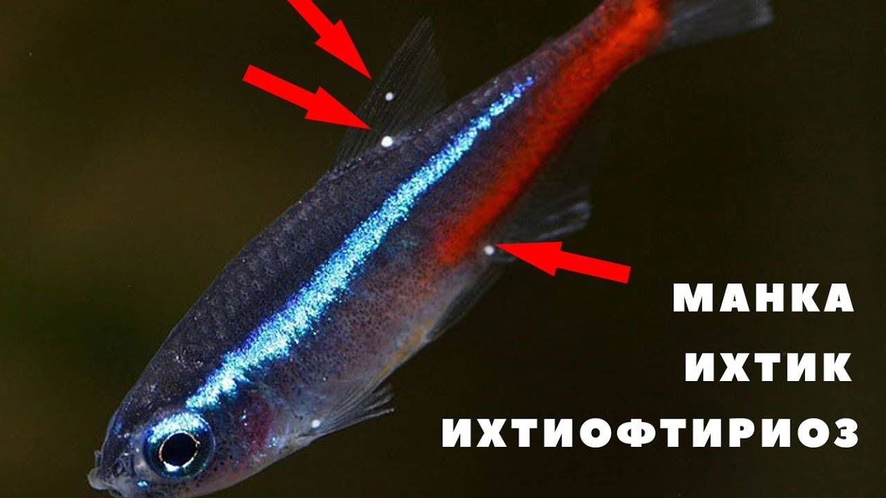 Ихтиофтириоз: манка у аквариумных рыб лечение