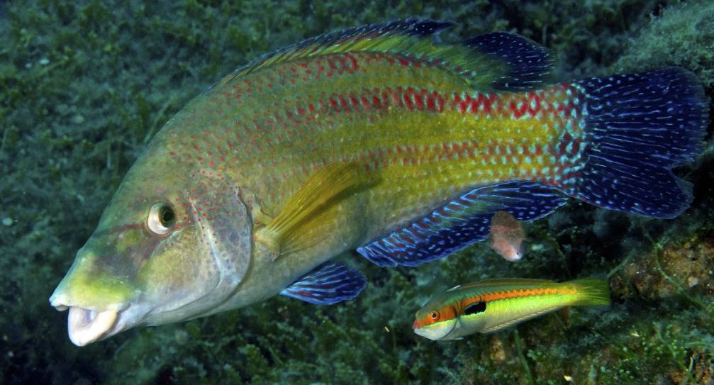 Рыба «Губан-лапина» фото и описание