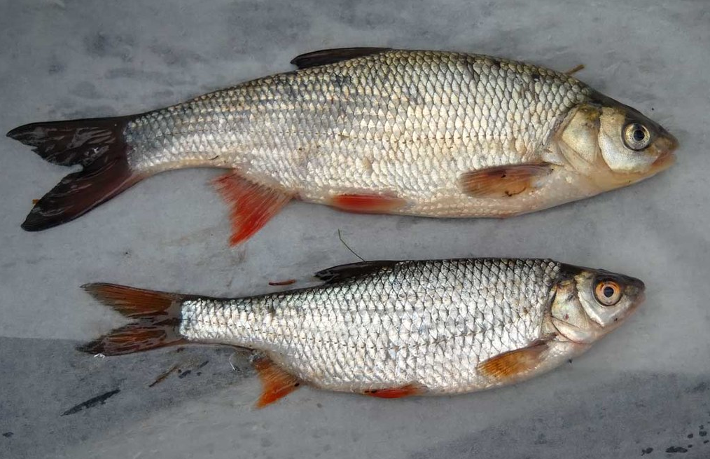 Пресноводная рыба россии: виды, речные и озерные хищники как объекты рыбалки
