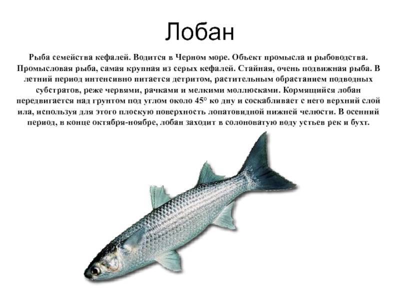 Рыба лобань полезные свойства. рыба лобань - польза и вред. на что ловится лобан? снасти для ловли лобана