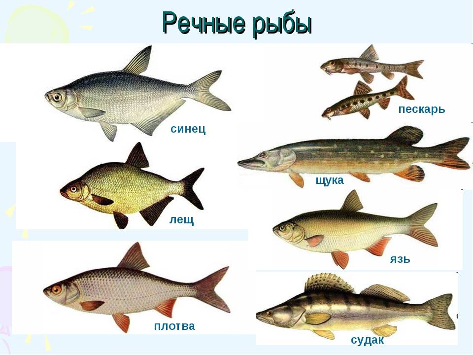Болезни аквариумных рыб их симптомы с фото, лечение • блог аквариумиста аква-ас