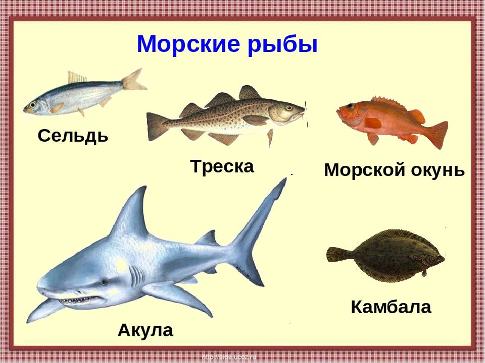 Питание рыб