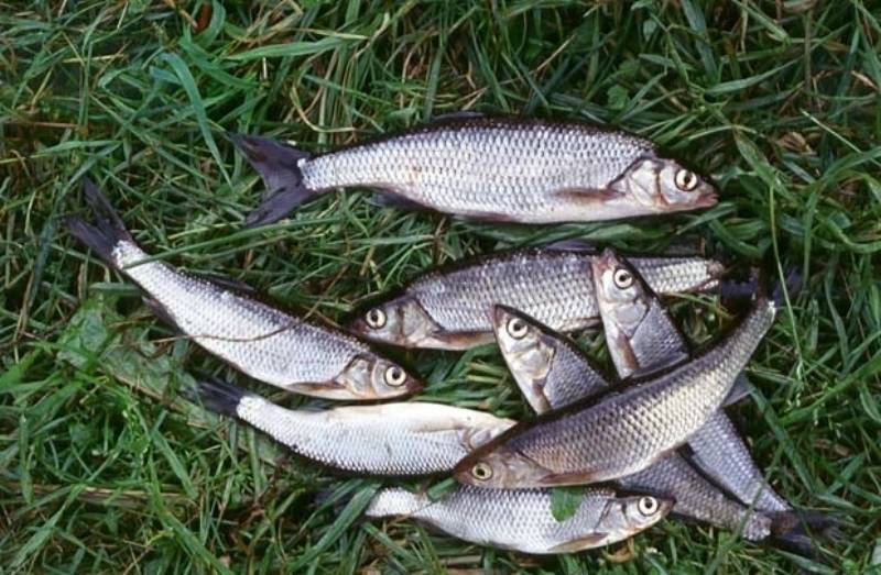 Четыре способа ловли по открытой воде, рыба елец: описание и фото трофея