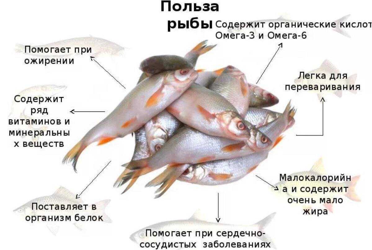 Рыба лобань что это за рыба и что приготовить